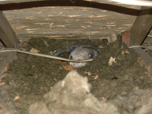 animal in insulation